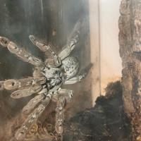 Coppia Heteroscodra maculata con terrari 20x20x30h