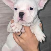 Bulldog francese