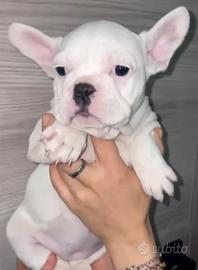 Bulldog francese