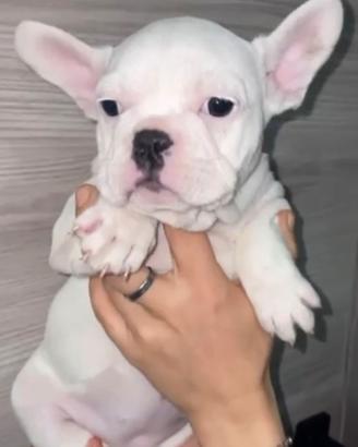 Bulldog francese