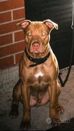 Animali