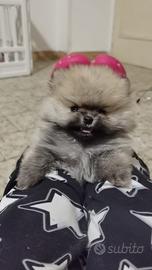 Zwergspitz cucciolo pomerania TOY 2 mesi