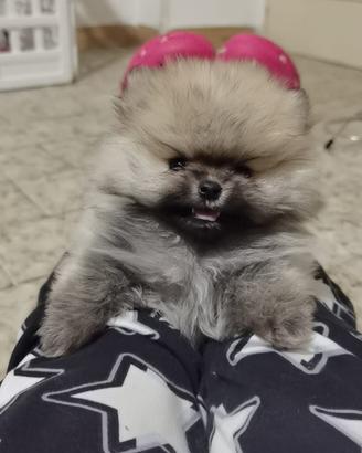 Zwergspitz cucciolo pomerania TOY 2 mesi