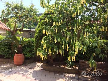 Casa vacanza Formia Gaeta 450 mt dal mare