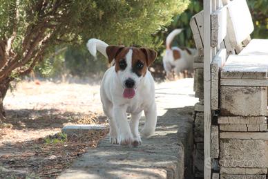 Jack Russell Terrier