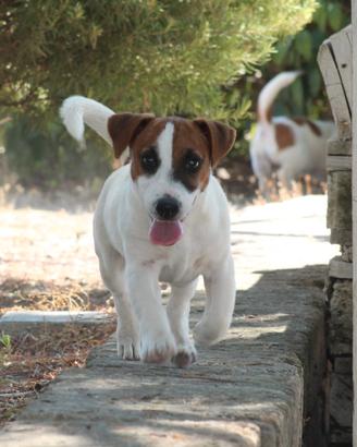 Jack Russell Terrier