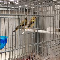 Solo per chi e interessato