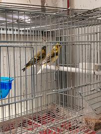 Solo per chi e interessato