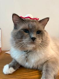 Gatto ragdoll per accoppiamenti