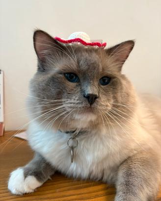 Gatto ragdoll per accoppiamenti