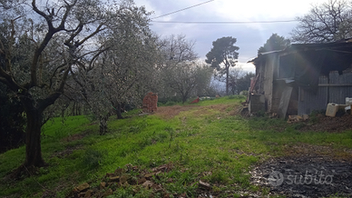 Terreno edificabile con giardino ed ulivi