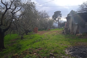 Terreno edificabile con giardino ed ulivi
