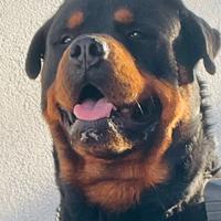 Rottweiler