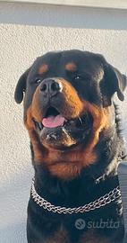Rottweiler