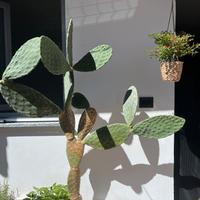 Fico dindia PUGLIESE!!!!