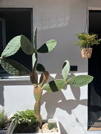 Fico dindia PUGLIESE!!!!