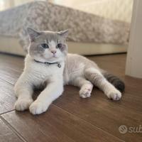 Accoppiamento schottish straight