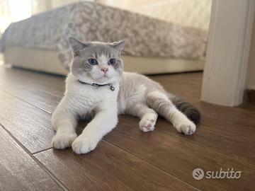 Accoppiamento schottish straight