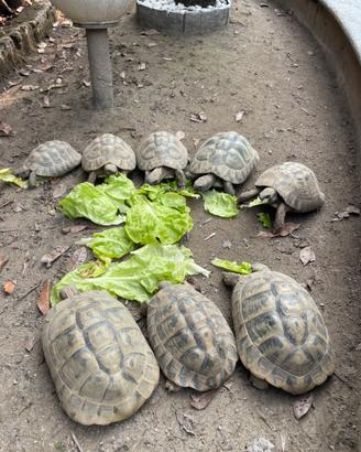 Tartarughe