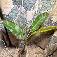 Banano musa florida variegata