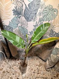 Banano musa florida variegata