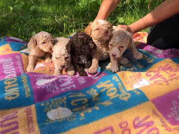 Lagotto romagnolo