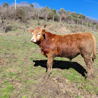 Torello iscritto
