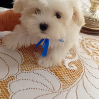 Cuccioli Maltesi