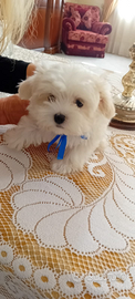 Cuccioli Maltesi