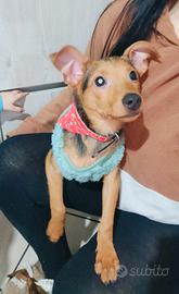 Cane pinscher
