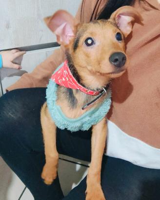 Cane pinscher