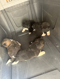 Disponibili ultimi 4 cuccioli di Akita Americano