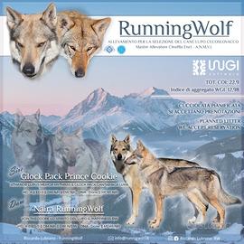 Cuccioli Cane Lupo Cecoslovacco