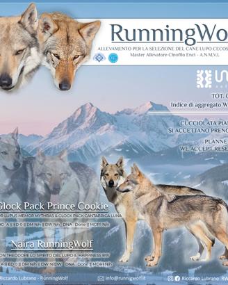 Cuccioli Cane Lupo Cecoslovacco