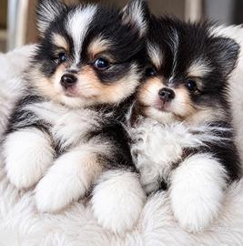 Spitz di Pomerania