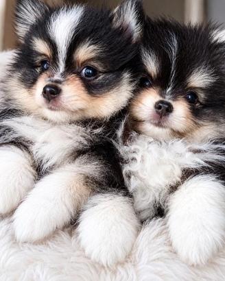 Spitz di Pomerania