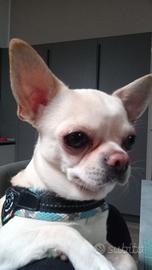 Chihuahua