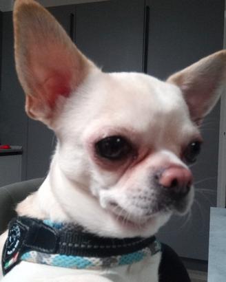 Chihuahua