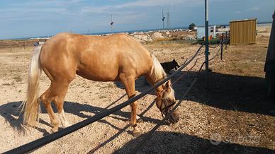Splendida cavalla quarab palomina