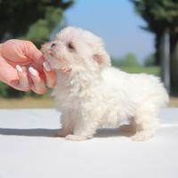 Cucciolo maschio di Maltese