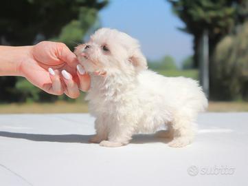 Cucciolo maschio di Maltese
