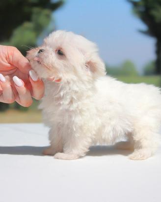 Cucciolo maschio di Maltese