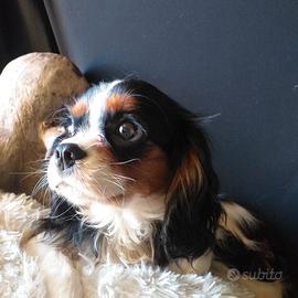 Cavalier king charles spaniel maschio 3 anni