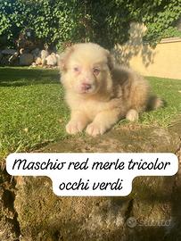 Cuccioli di pastore australiano