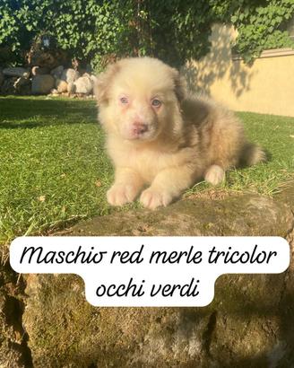 Cuccioli di pastore australiano