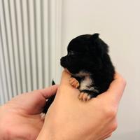 Cuccioli di chihuahua