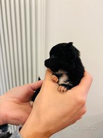 Cuccioli di chihuahua