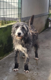 Adozione fox terrier
