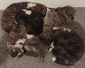 Cuccioli akita inu tigrato