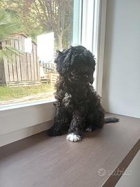 Cuccioli di barboncino